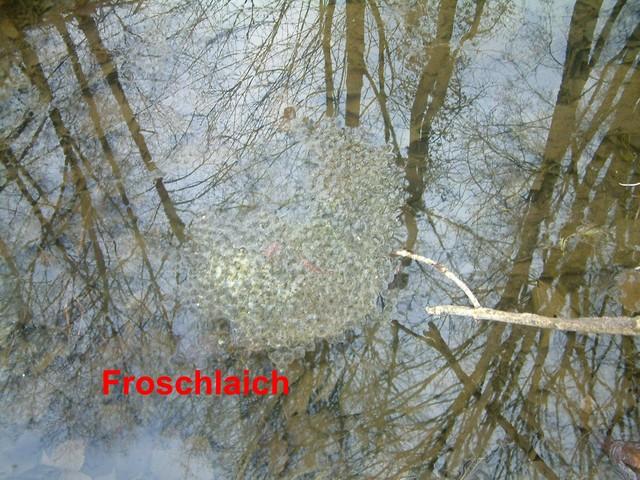 Froschlaich 2.jpg.jpg
